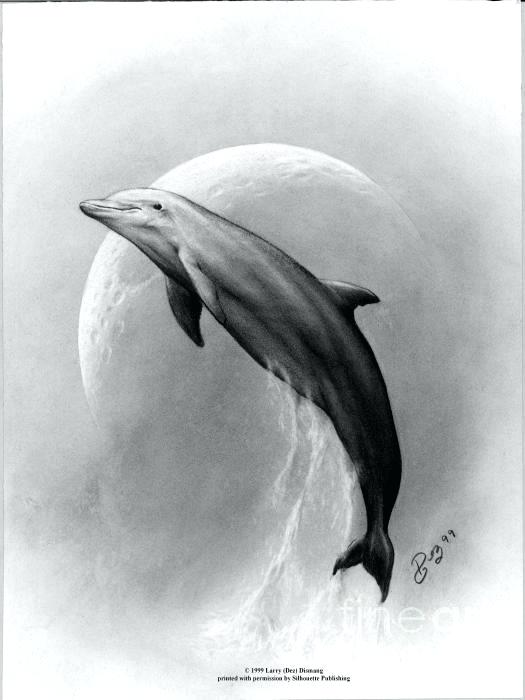 Realistic Dolphin Drawing at Explore collection of