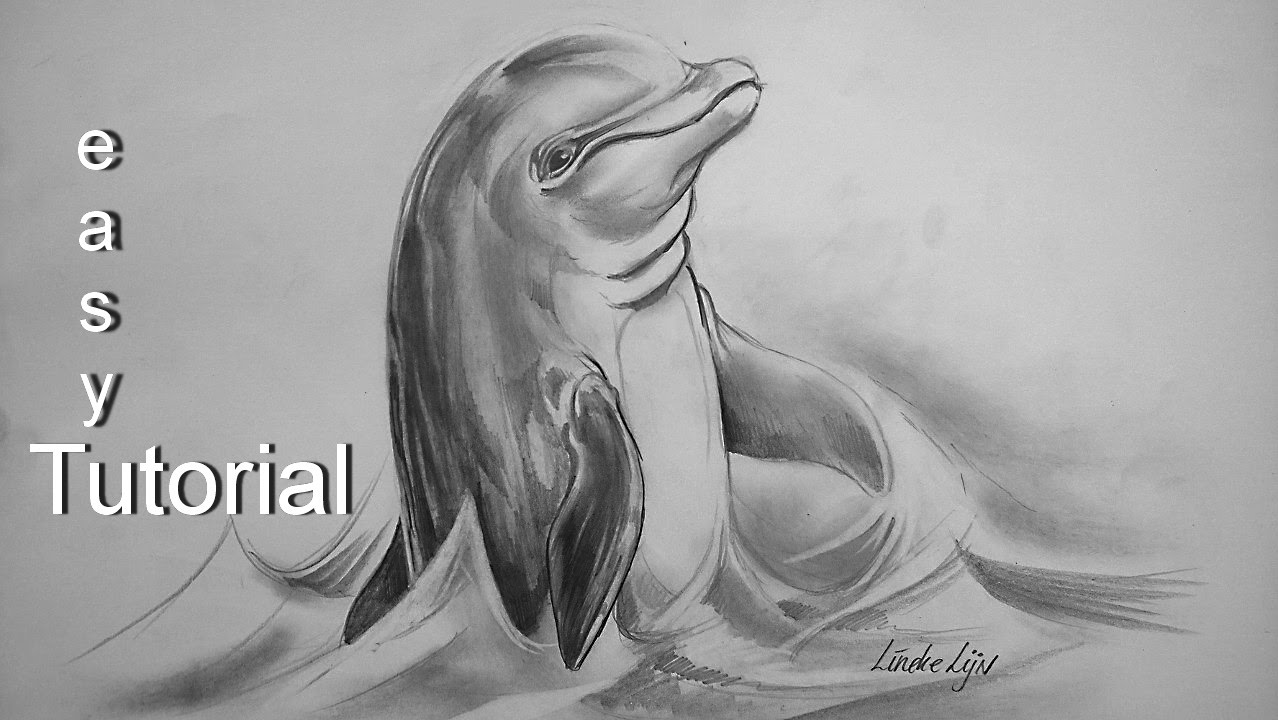 1278x720 Easy Dolphin For Beginners Graphite Pencil Drawing - Realistic Dolphin Drawing