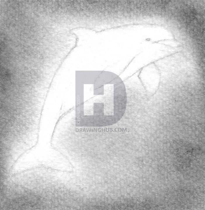 703x720 How To Draw A Realistic Dolphin, Step - Realistic Dolphin Drawing