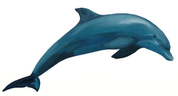 758x409 How To Draw A Dolphin - Realistic Dolphin Drawing