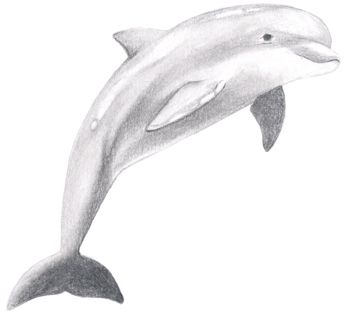346x314 How To Draw A Dolphin Drawings Drawings, Dolphin Drawing, Dolphins - Realistic Dolphin Drawing