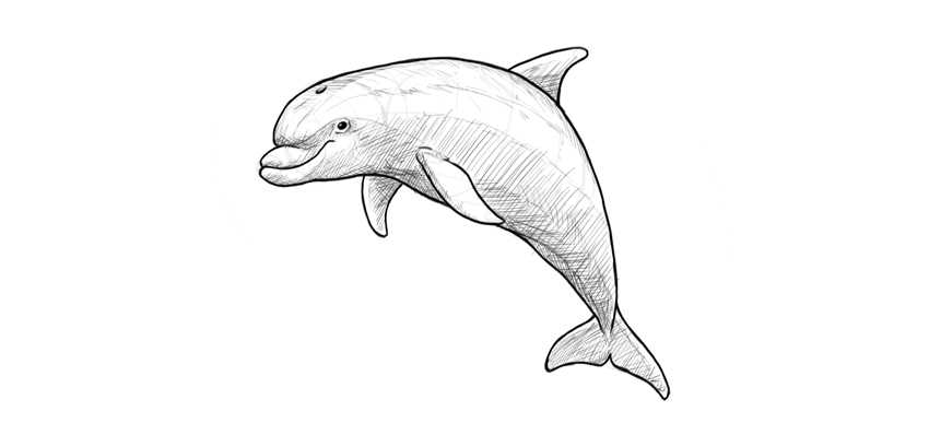 850x387 How To Draw A Dolphin Step - Realistic Dolphin Drawing