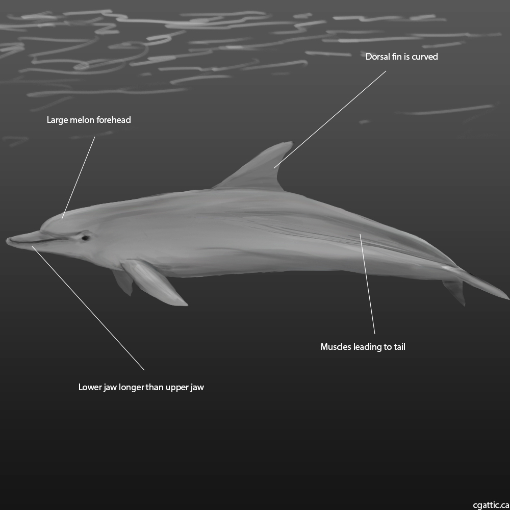 1000x1000 Realistic Dolphin Drawing In Steps With Photoshop - Realistic Dolphin Drawing