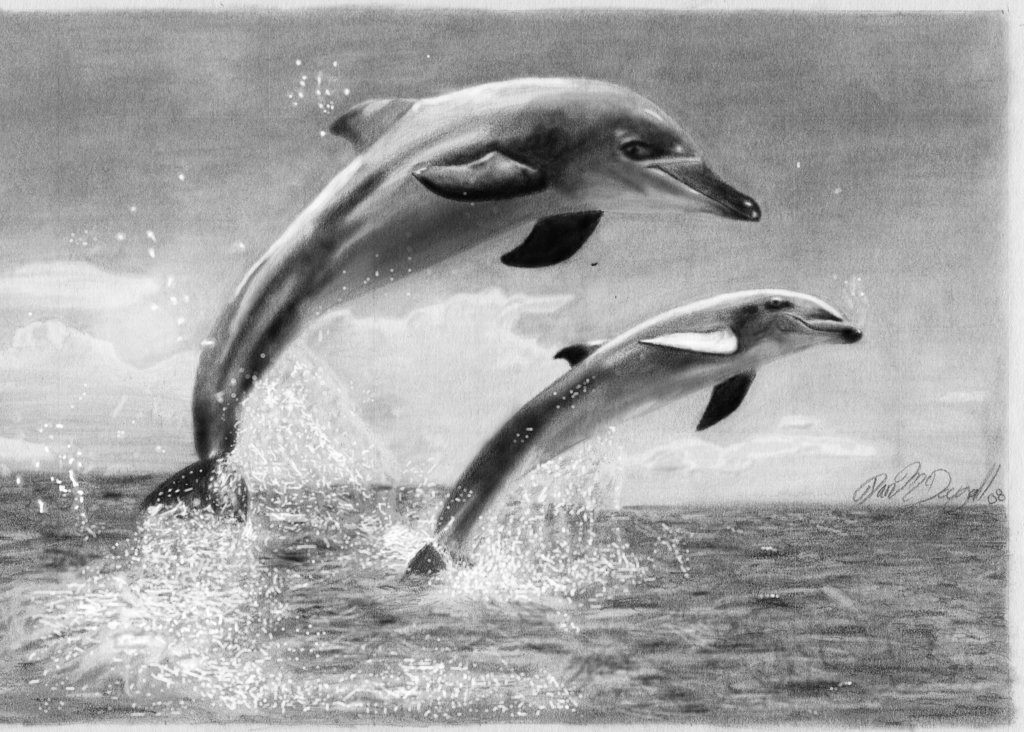 Realistic Dolphin Drawing at Explore collection of