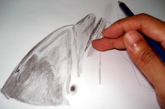 553x368 Realistic Dolphin Drawings In Graphite Pencil - Realistic Dolphin Drawing