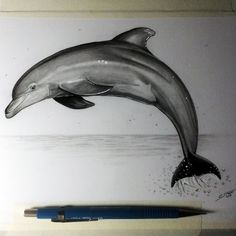 236x236 Realistic Dolphin Paintings - Realistic Dolphin Drawing