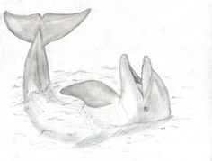 236x179 How To Draw A Jumping Dolphin Step Drawing - Realistic Dolphin Drawing