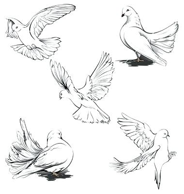 380x400 Drawings Of Doves Dove Peace Enkrateia - Realistic Dove Drawing