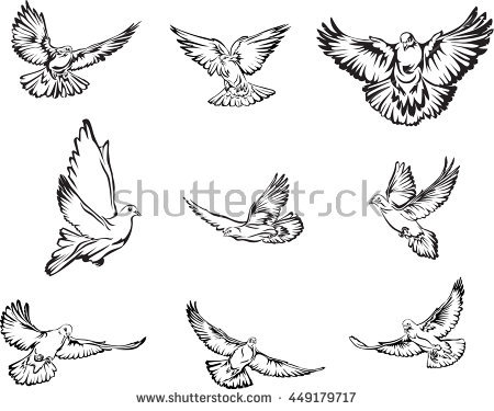 Realistic Dove Drawing at PaintingValley.com | Explore collection of ...