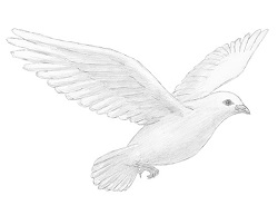 Realistic Dove Drawing at PaintingValley.com | Explore collection of ...