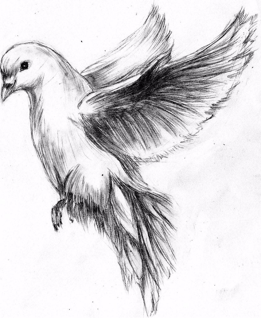 Realistic Dove Drawing at Explore collection of Realistic Dove Drawing