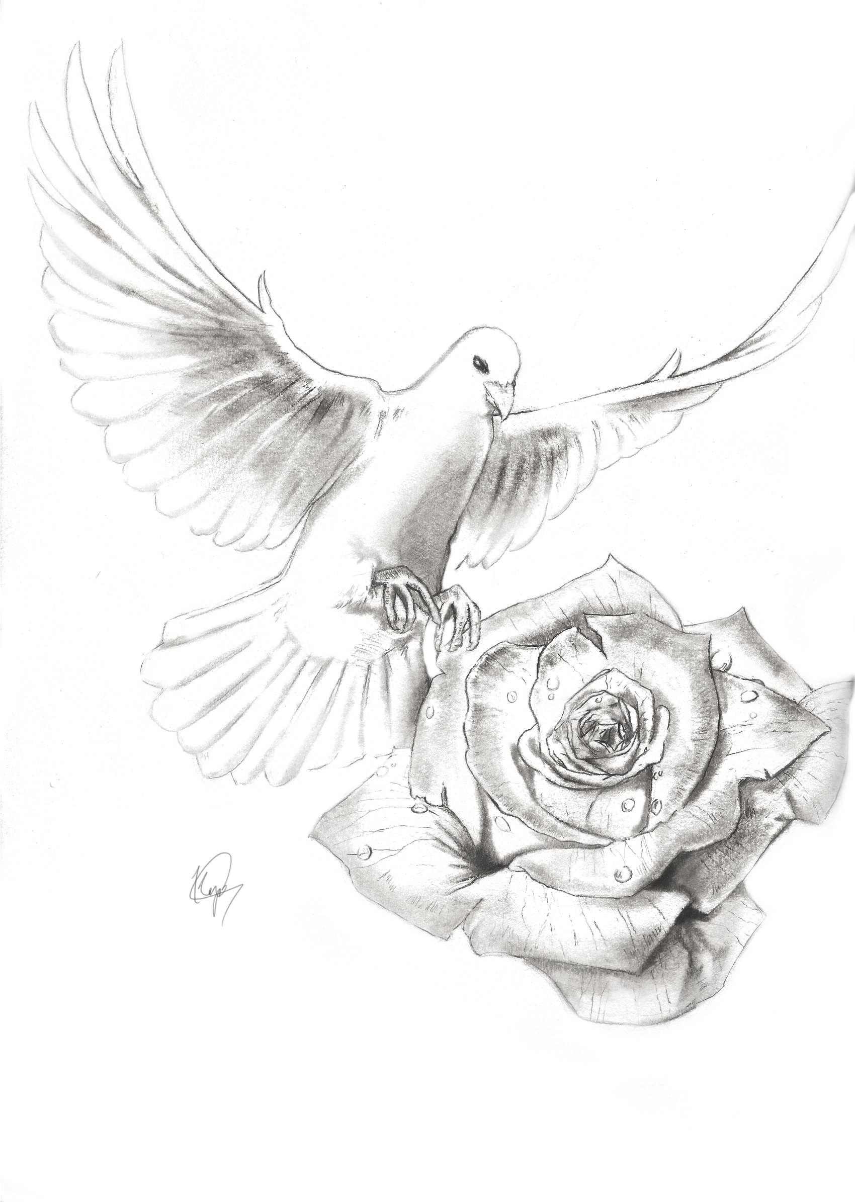 Realistic Dove Drawing at Explore collection of