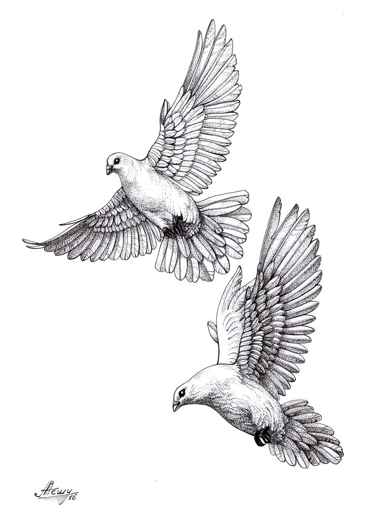 Realistic Dove Drawing at Explore collection of Realistic Dove Drawing