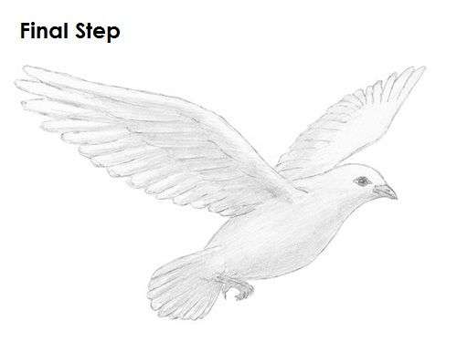 500x386 astonishing how to draw a dove helpsite us - Realistic Dove Drawing
