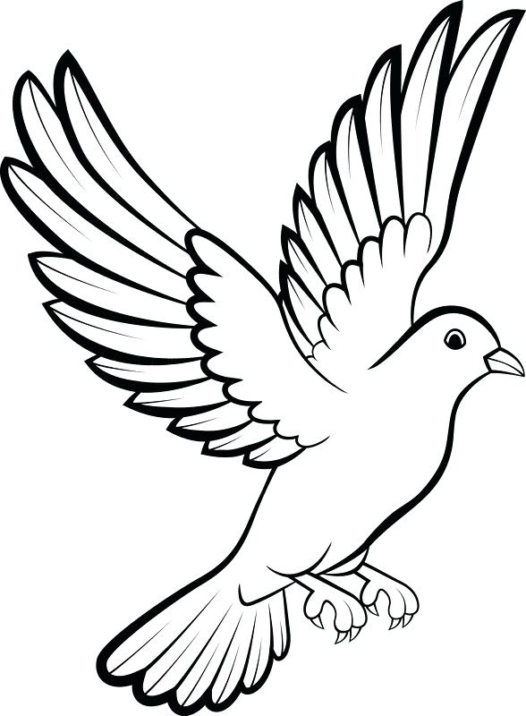588x800 Dove Outline Drawing Free Flying White Dove Sketch Style Vector - Realistic Dove Drawing
