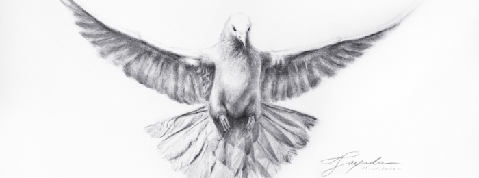 700x260 Dove Totem - Realistic Dove Drawing