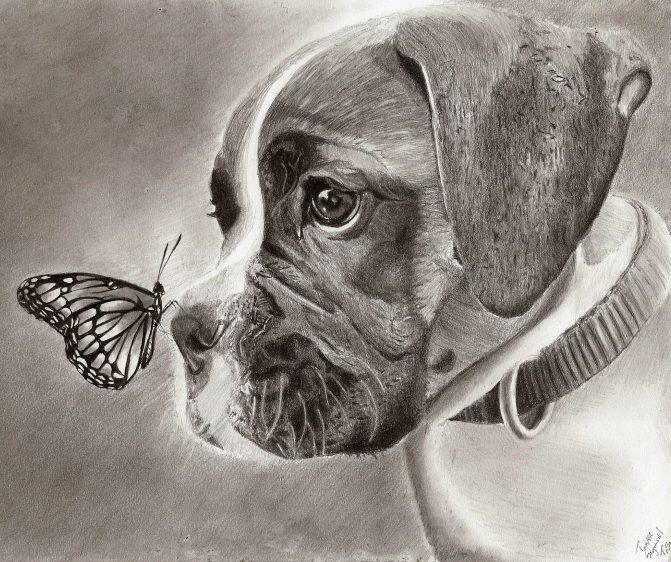 671x562 Dog And Butterfly - Realistic Drawing Of A Dog