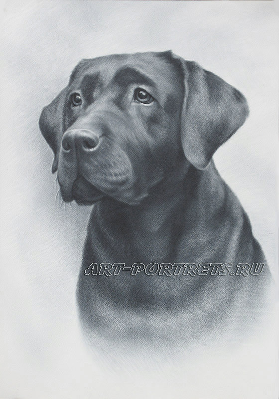 Realistic Drawing Of A Dog at Explore collection