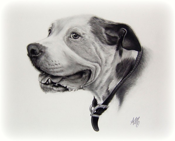 597x480 Evertree Studio - Realistic Drawing Of A Dog