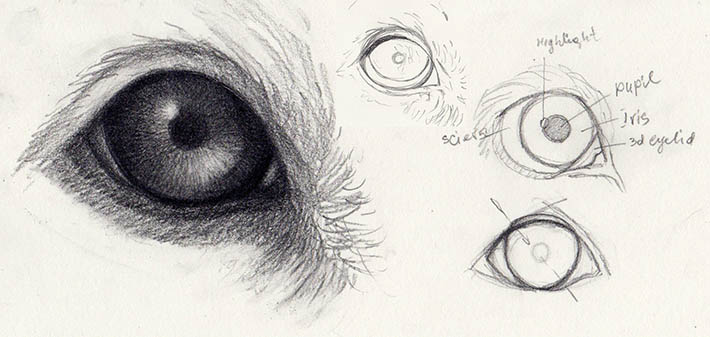 710x337 how to draw dog eyes that look amazingly realistic - Realistic Drawing Of A Dog
