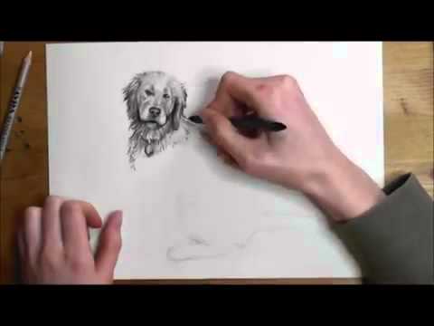 480x360 How To Draw A Realistic Dog Step - Realistic Drawing Of A Dog
