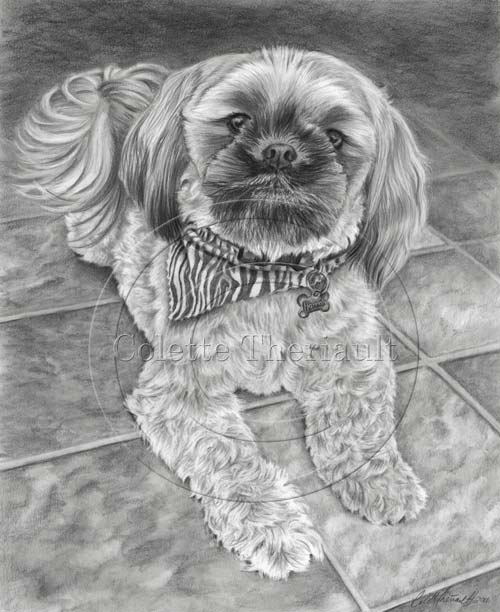 500x612 Shih Tzu Pencil Drawing Realistic Pet Portrait Dog Gift Artwork - Realistic Drawing Of A Dog