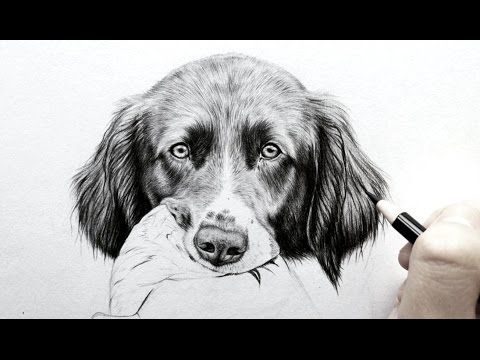 480x360 drawing dog pictures and how to draw a realistic dog nose - Realistic Drawing Of A Dog