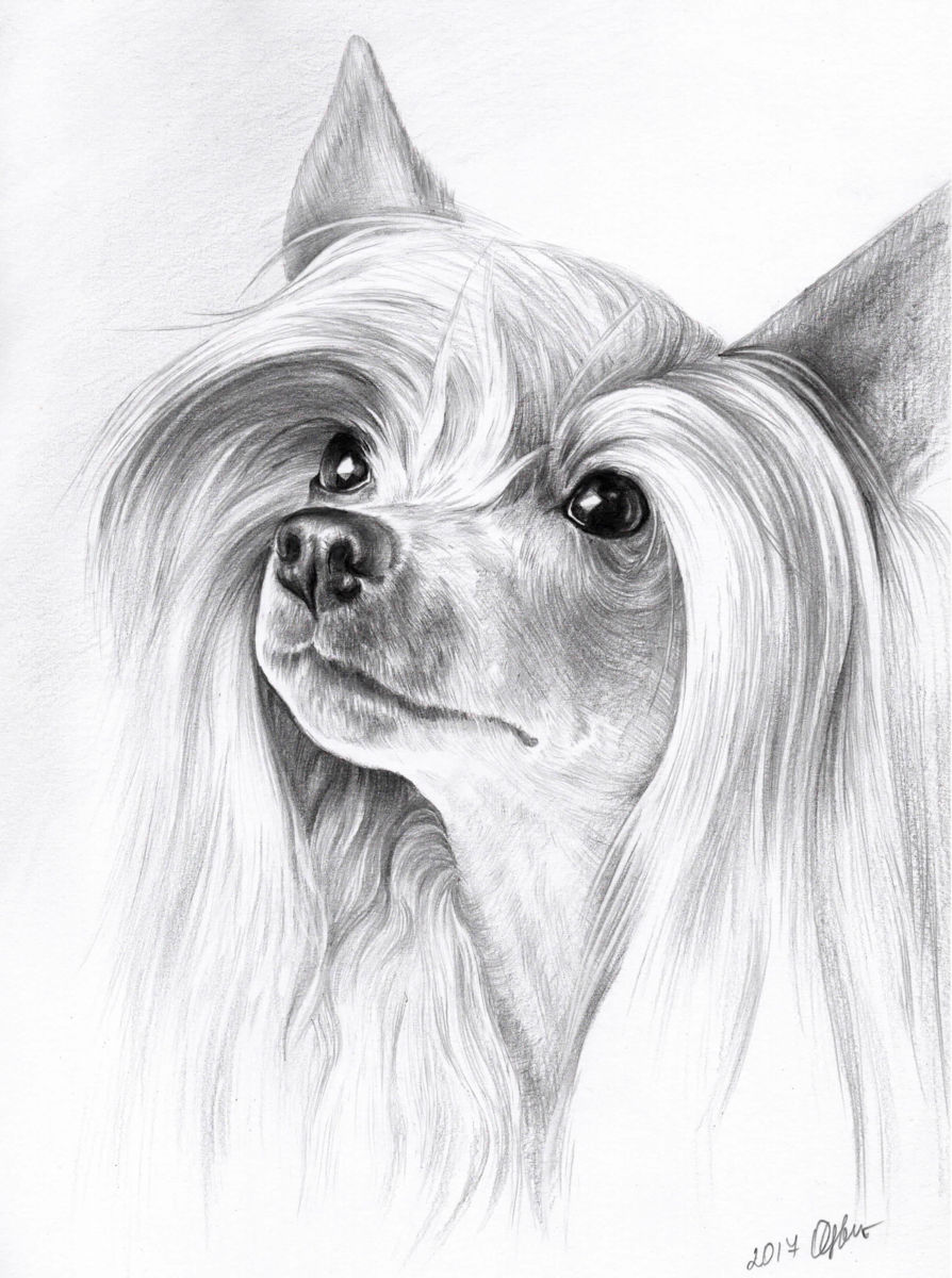 894x1200 chinese crested dog drawing - Realistic Drawing Of A Dog