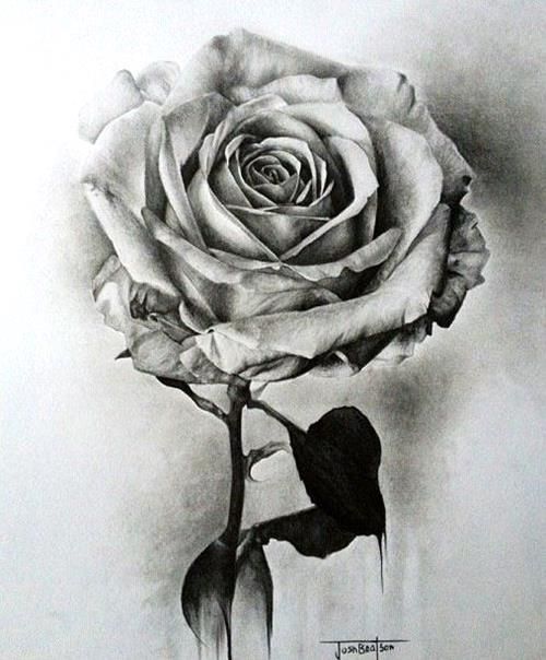 Realistic Drawing Of A Rose