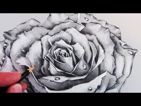 480x360 how to draw a realistic rose time lapse - Realistic Drawing Of A Rose