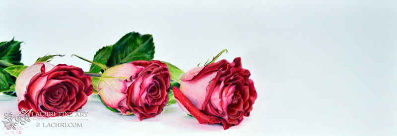 800x275 How To Draw Realistic Roses In Colored Pencil - Realistic Drawing Of A Rose