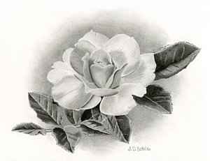 300x231 Realistic Flower Drawings Fine Art America - Realistic Drawing Of A Rose