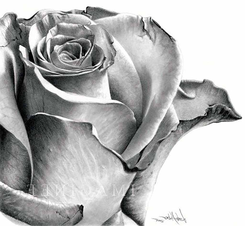 Realistic Drawing Of A Rose at Explore collection