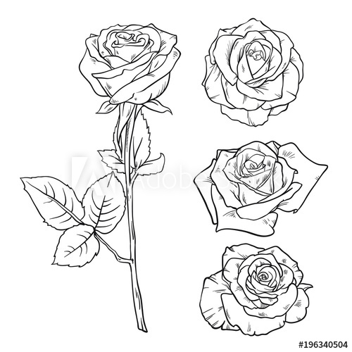 500x500 vector black and white version set of rose realistic hand drawing - Realistic Drawing Of A Rose