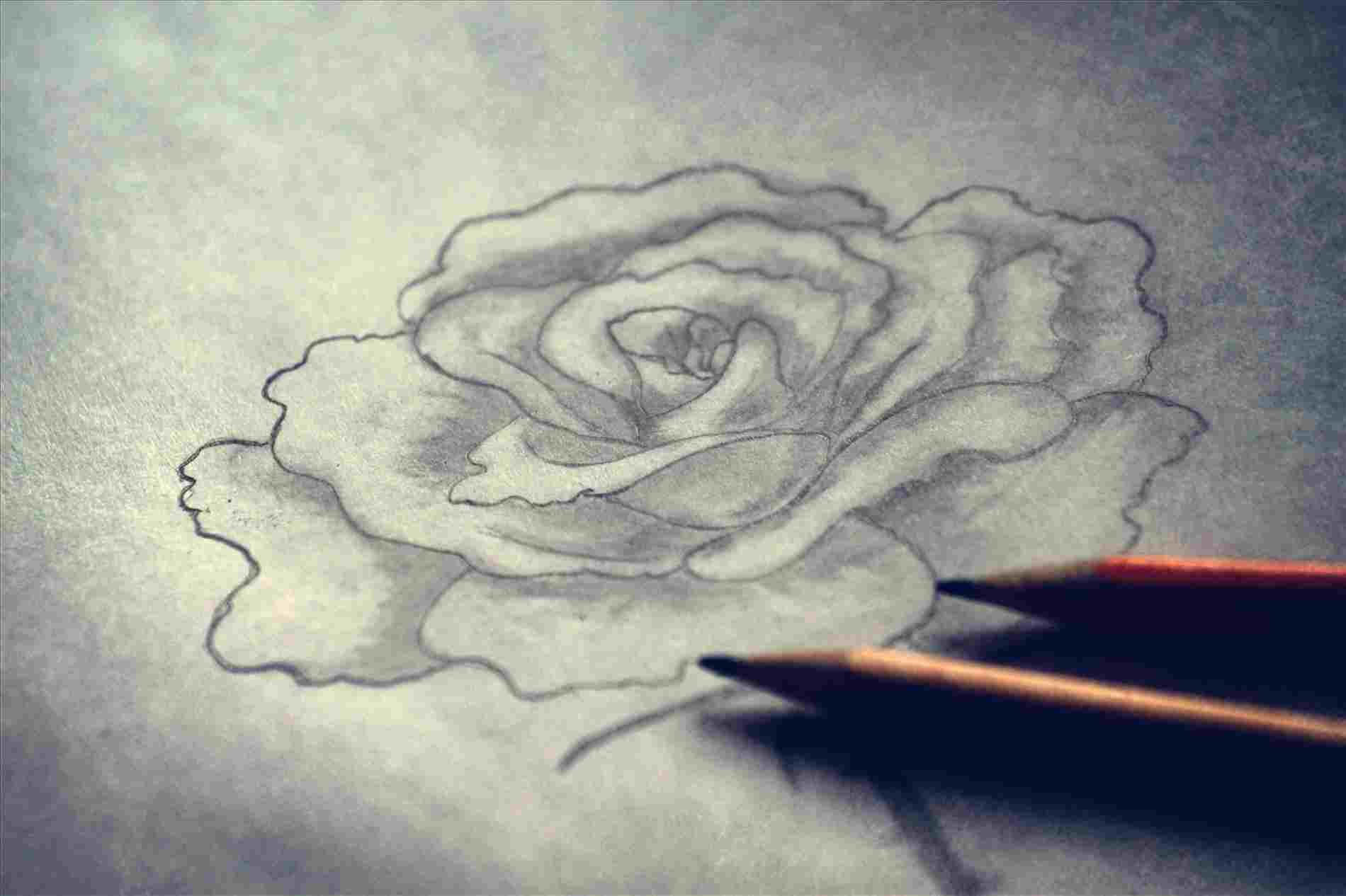 1900x1266 A Rose In Pencil Realistic Step - Realistic Drawing Of A Rose