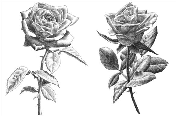 585x389 rose drawing free premium templates - Realistic Drawing Of A Rose