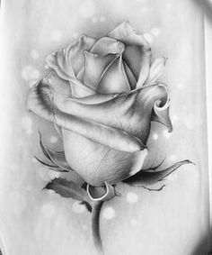 236x283 How To Draw Flowers Step - Realistic Drawing Of A Rose