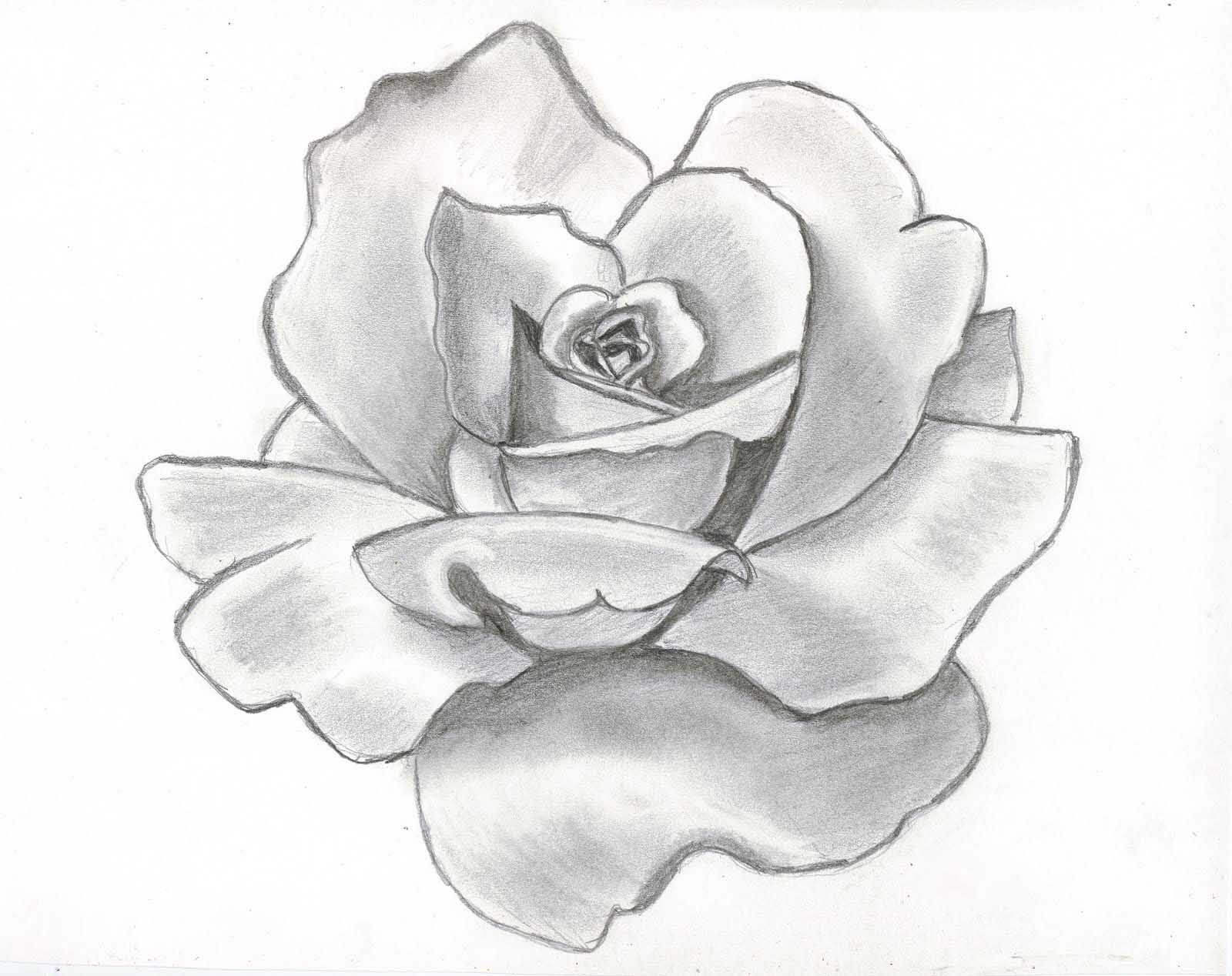 1600x1268 Art Rose Flower Sketch Realistic Drawings - Realistic Drawing Of A Rose