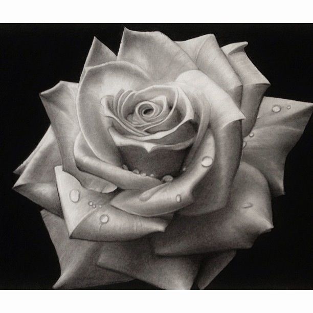 612x612 Black And White Rose - Realistic Drawing Of A Rose