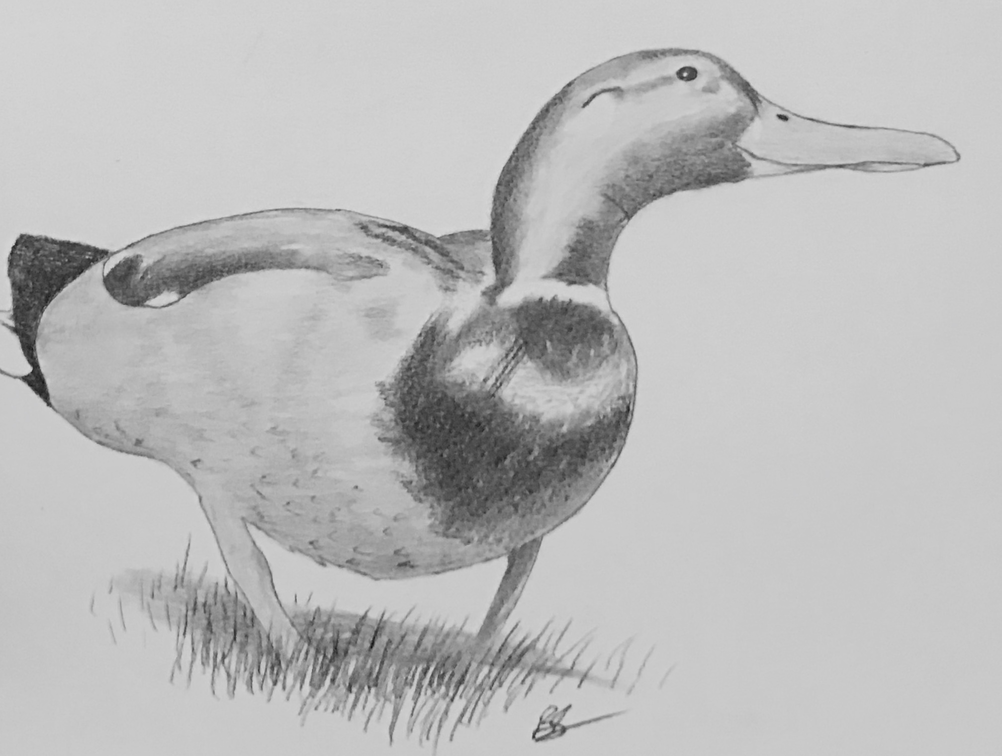 Realistic Duck Drawing at Explore collection of