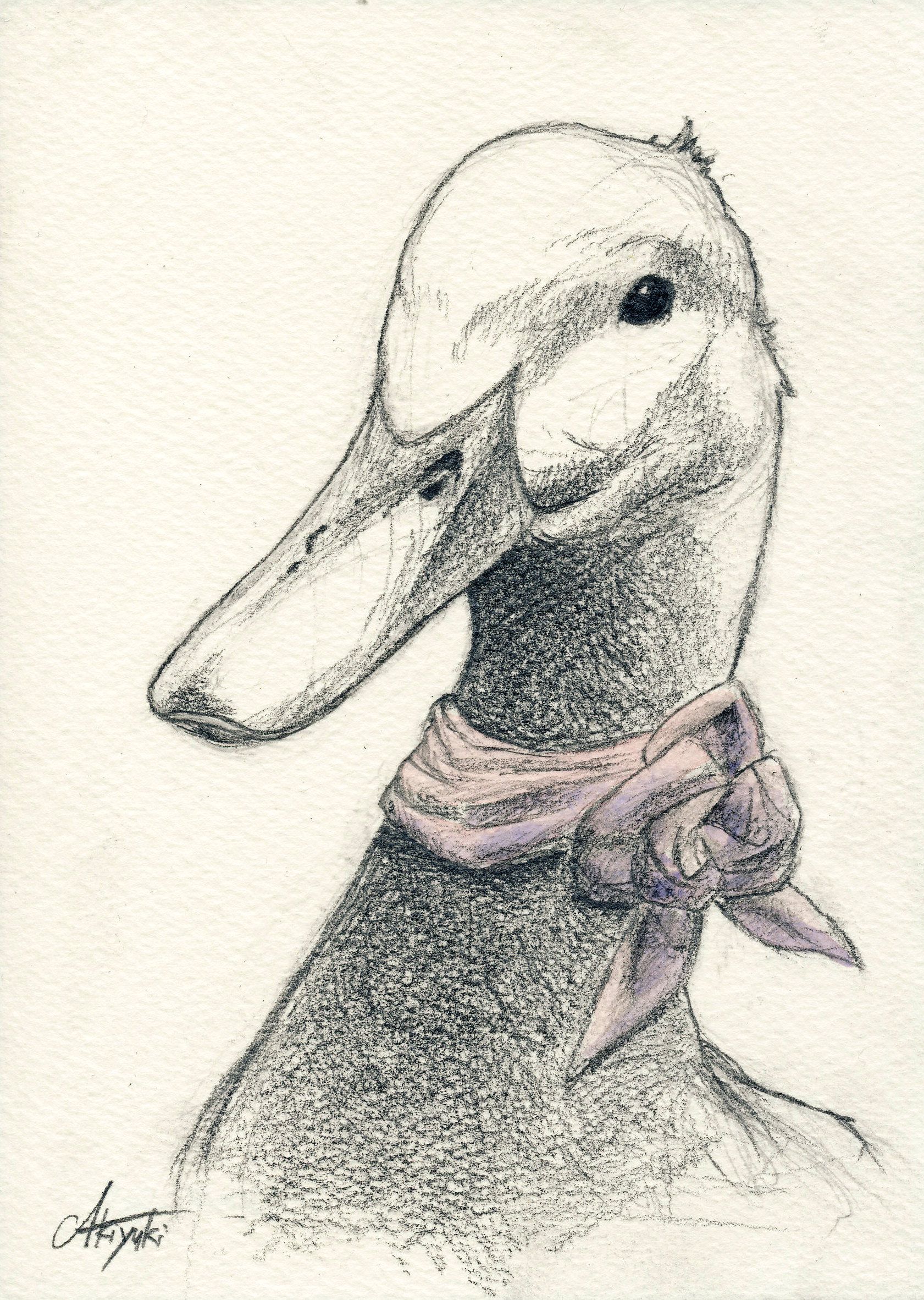 1681x2363 Duck - Realistic Duck Drawing