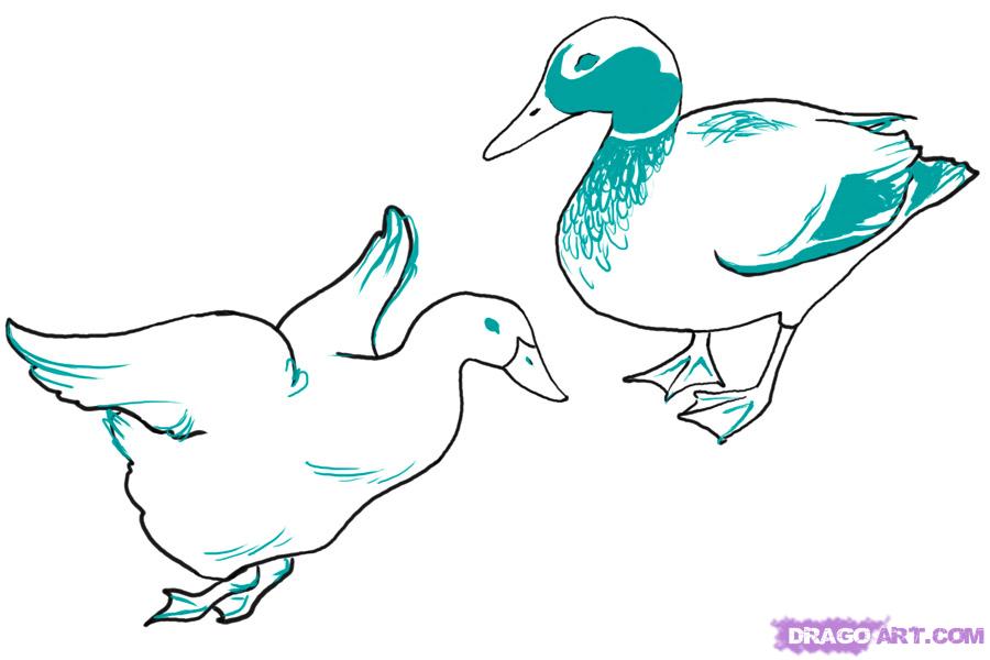 900x600 How To Draw Ducks, Step - Realistic Duck Drawing