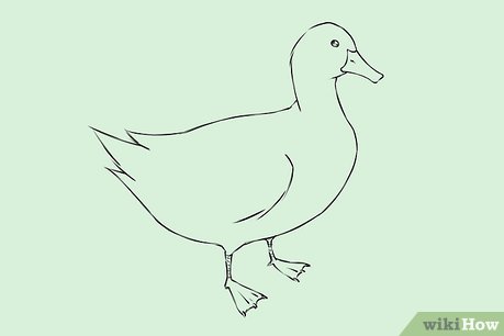 459x306 How To Draw Ducks - Realistic Duck Drawing