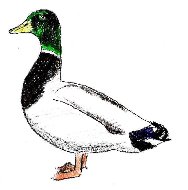 Realistic Duck Drawing at Explore collection of