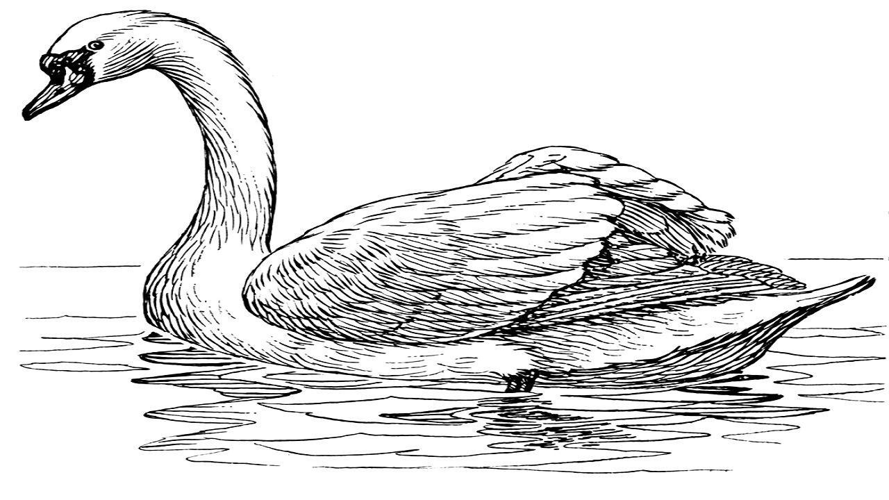 1280x720 Swan Drawing Realistic For Free Download - Realistic Duck Drawing