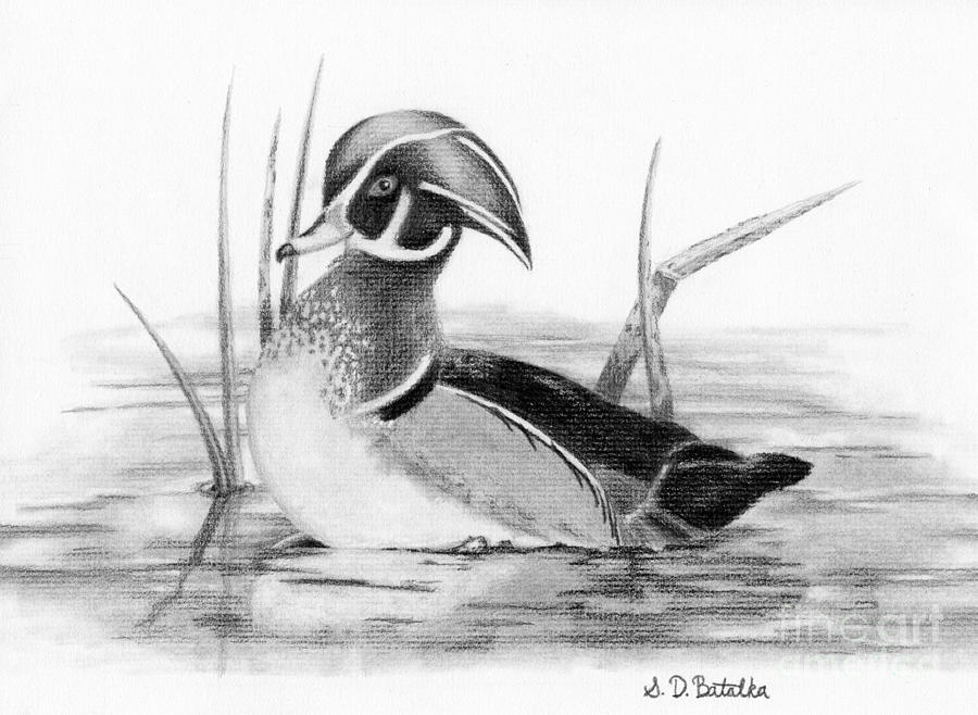 900x658 Wood Duck In Pond Drawing - Realistic Duck Drawing