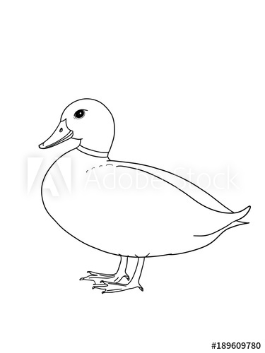 375x500 Realistic Duck Illustration Drawing - Realistic Duck Drawing