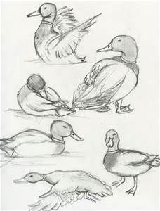 228x300 Realistic Line Drawings Of Water Fountains - Realistic Duck Drawing
