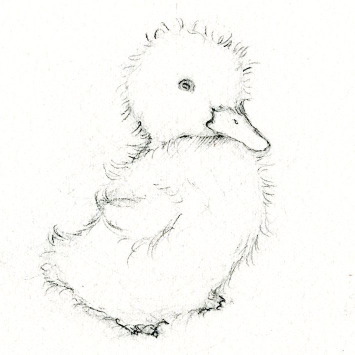 710x710 adorable art learn how to draw and paint a duckling art ideas - Realistic Duck Drawing