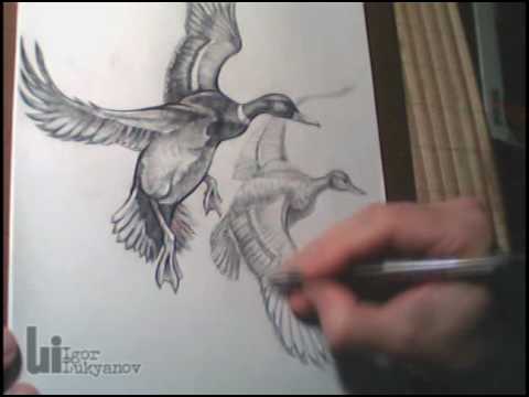 480x360 Drawing Ducks - Realistic Duck Drawing